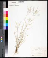 Aristida oligantha image