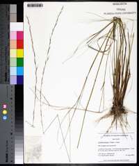 Aristida palustris image