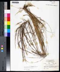 Aristida purpurascens var. purpurascens image