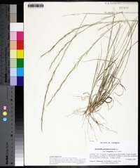 Aristida virgata image