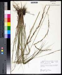 Aristida purpurascens image