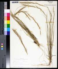 Aristida purpurascens image