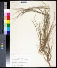 Aristida purpurascens image