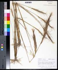 Aristida spiciformis image