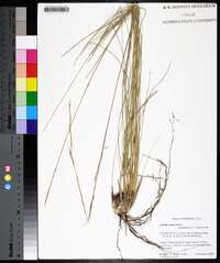 Aristida stricta image