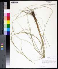 Aristida virgata image