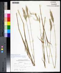 Bothriochloa saccharoides image