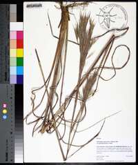 Andropogon glomeratus image