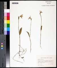 Arethusa bulbosa image