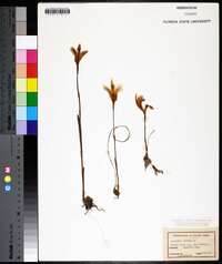 Arethusa bulbosa image