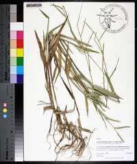 Urochloa platyphylla image