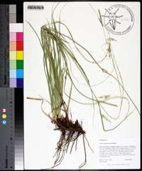 Carex cherokeensis image