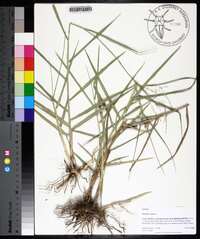 Panicum repens image