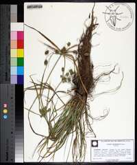 Cyperus retrorsus image