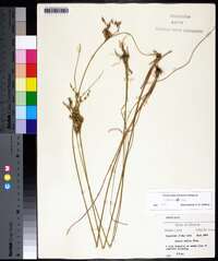 Juncus dichotomus image