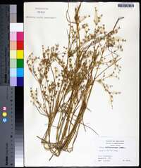 Juncus diffusissimus image