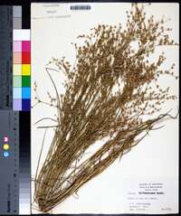 Juncus diffusissimus image