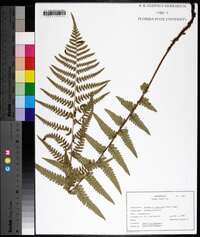 Dryopteris ludoviciana image