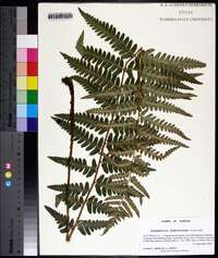 Dryopteris ludoviciana image