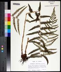 Dryopteris ludoviciana image