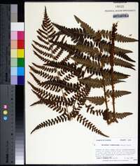 Dryopteris ludoviciana image