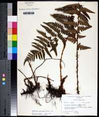 Dryopteris ludoviciana image