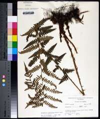 Dryopteris ludoviciana image