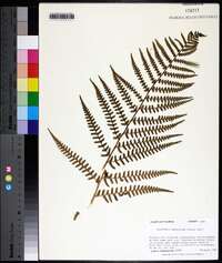 Dryopteris ludoviciana image