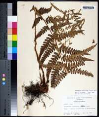 Dryopteris ludoviciana image