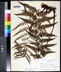 Dryopteris ludoviciana image