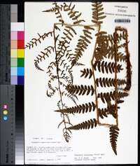 Dryopteris ludoviciana image