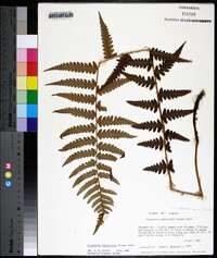 Dryopteris ludoviciana image