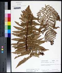 Dryopteris ludoviciana image