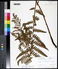 Dryopteris ludoviciana image