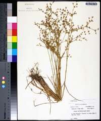 Juncus diffusissimus image