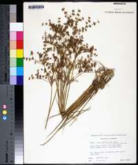 Juncus diffusissimus image