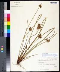 Juncus pylaei image