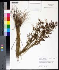 Juncus elliottii image