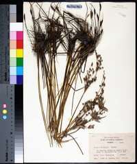 Juncus elliottii image