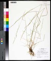 Deschampsia elongata image