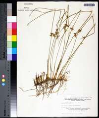 Juncus filiformis image