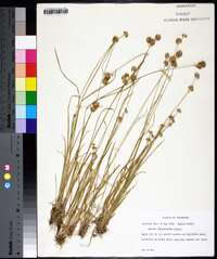 Juncus filipendulus image