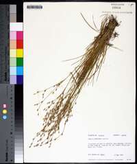 Juncus georgianus image