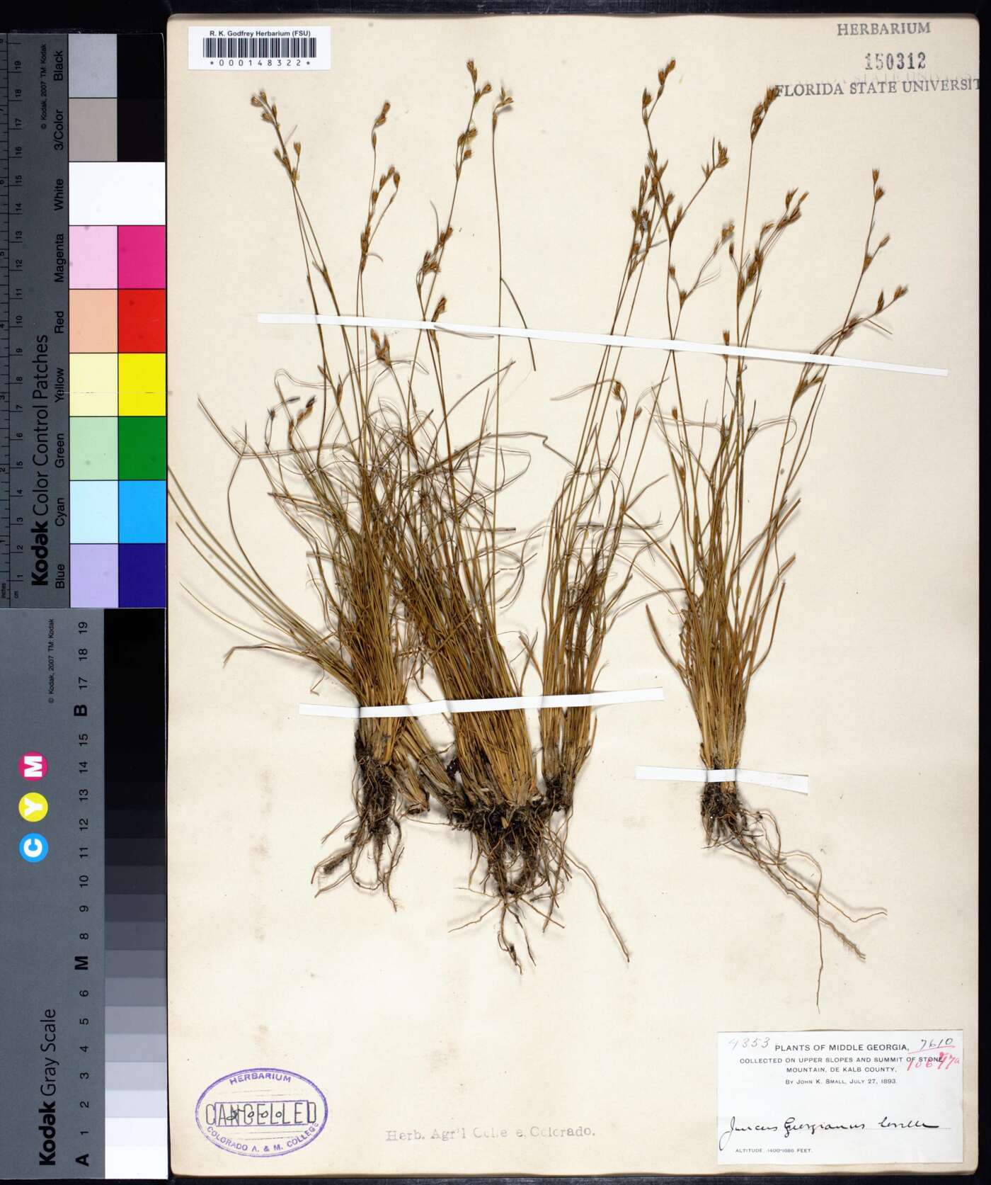 Juncus georgianus image