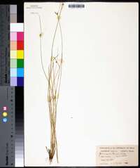 Juncus interior image