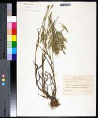 Bromus arvensis image