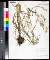 Bromus commutatus image