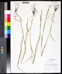 Bromus commutatus image