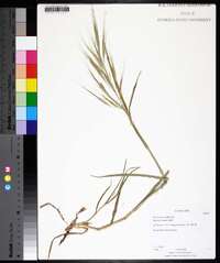 Bromus diandrus image