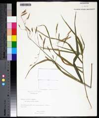 Bromus inermis var. aristatus image